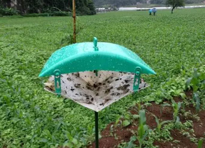 小菜蛾诱捕器图片 小菜蛾诱捕器图片